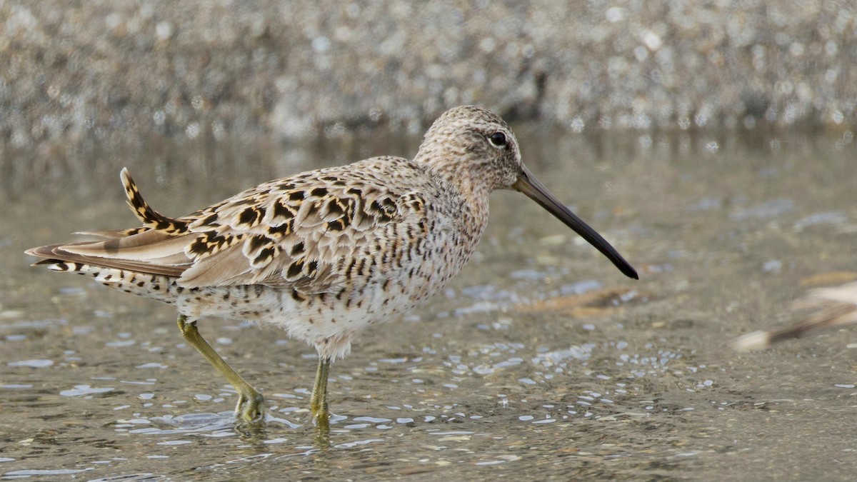 Short-billed Dowitcher - ML642655724
