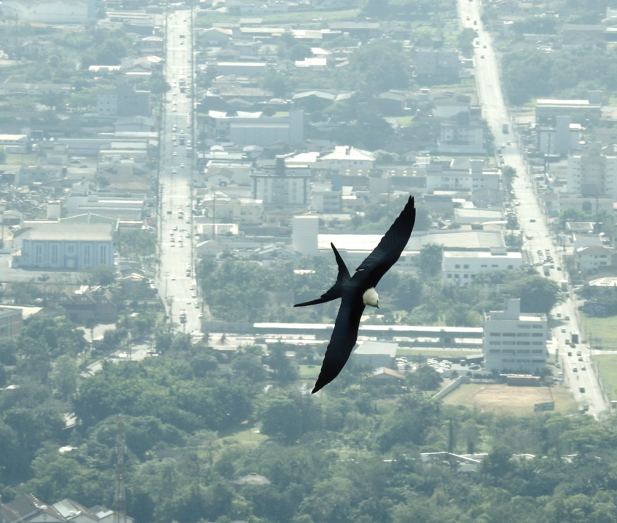 Swallow-tailed Kite - ML642655726