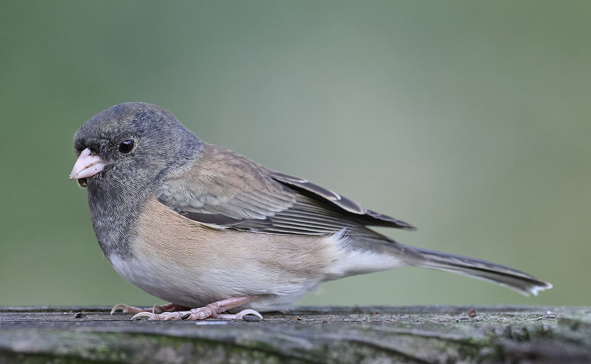 Dark-eyed Junco (Oregon) - ML642655729