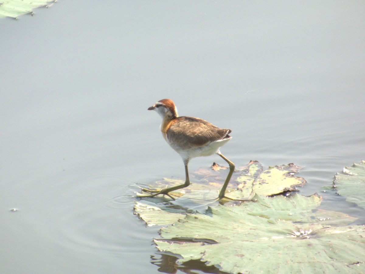 Lesser Jacana - ML642655759