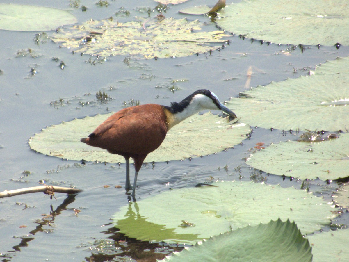 African Jacana - ML642655766