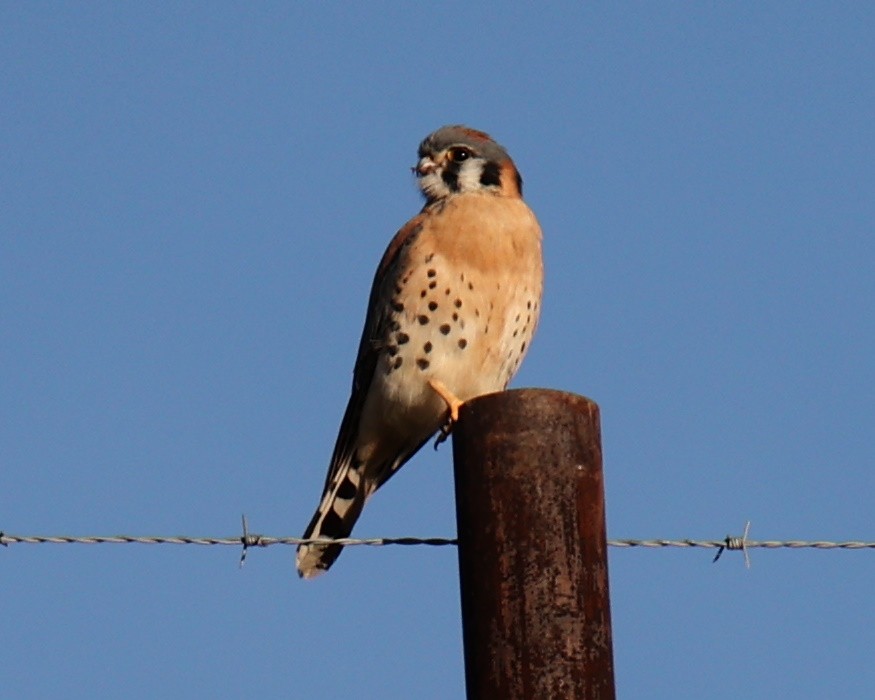 American Kestrel - ML642655779