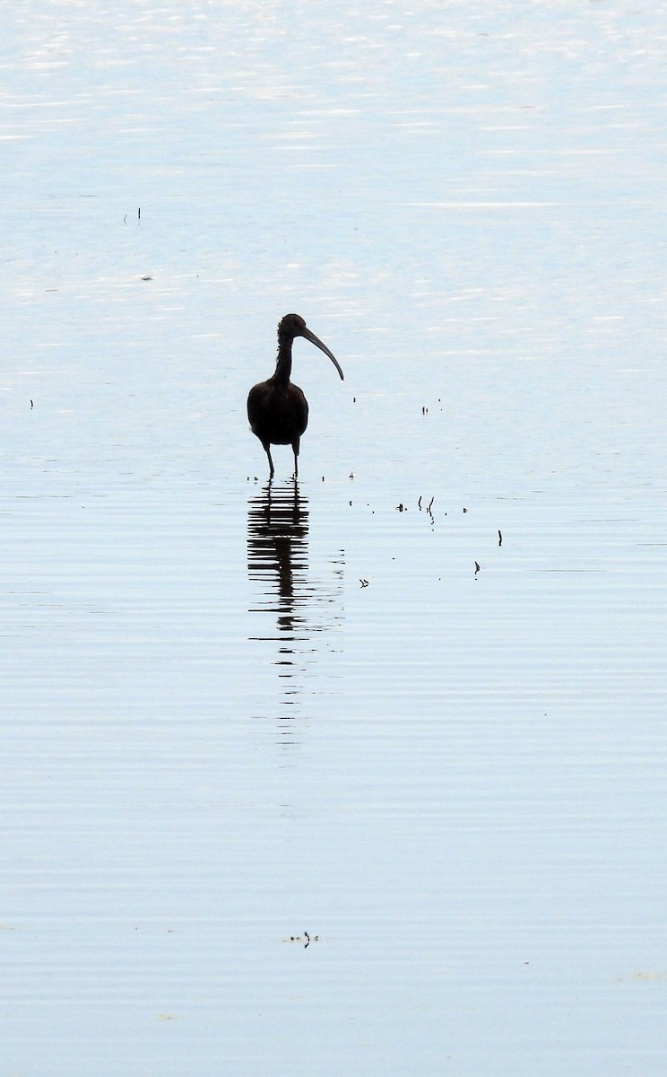 White-faced Ibis - ML642655782
