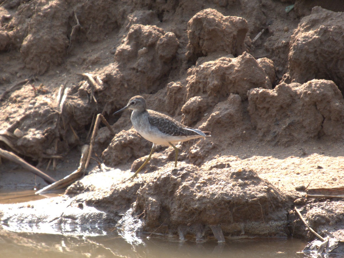 タカブシギ - ML642655784