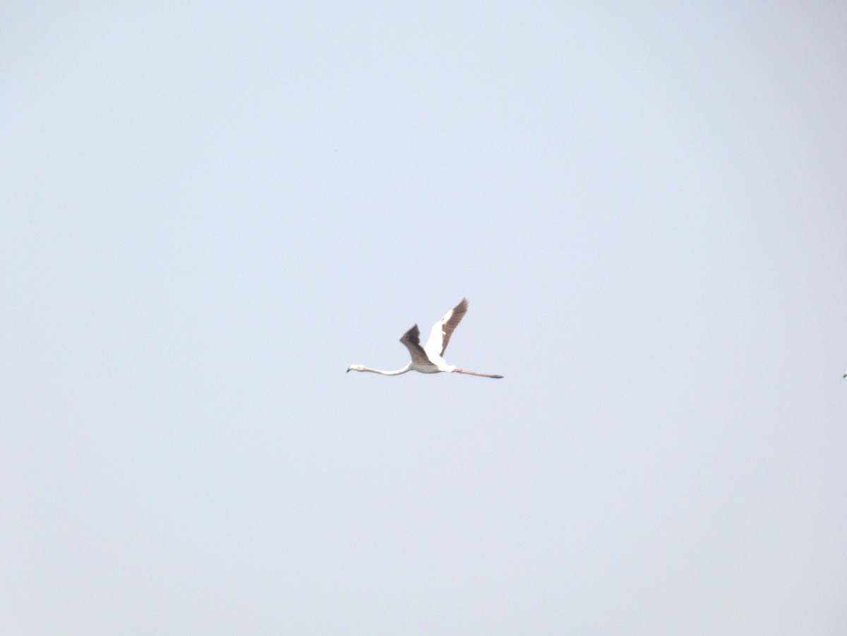 ヨーロッパフラミンゴ - ML642655802