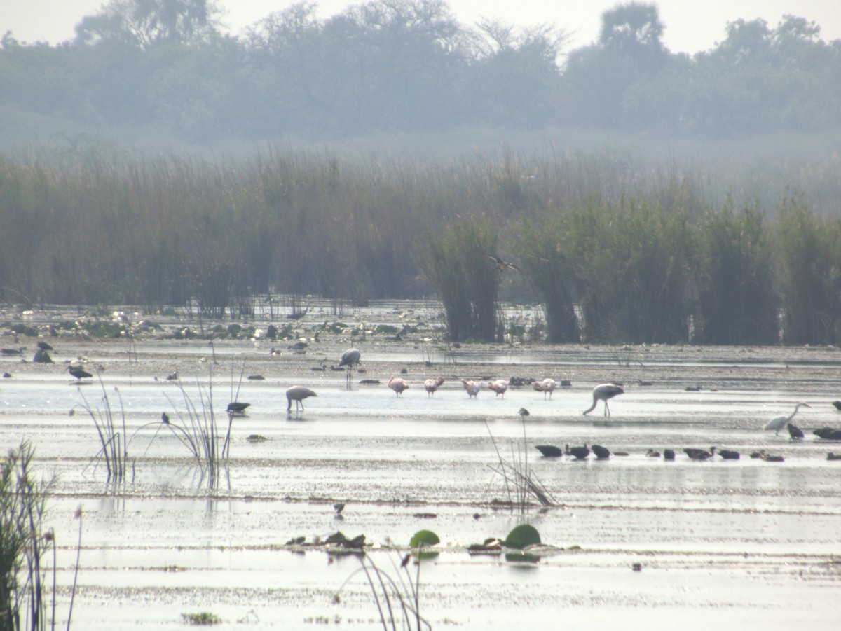 コフラミンゴ - ML642655809