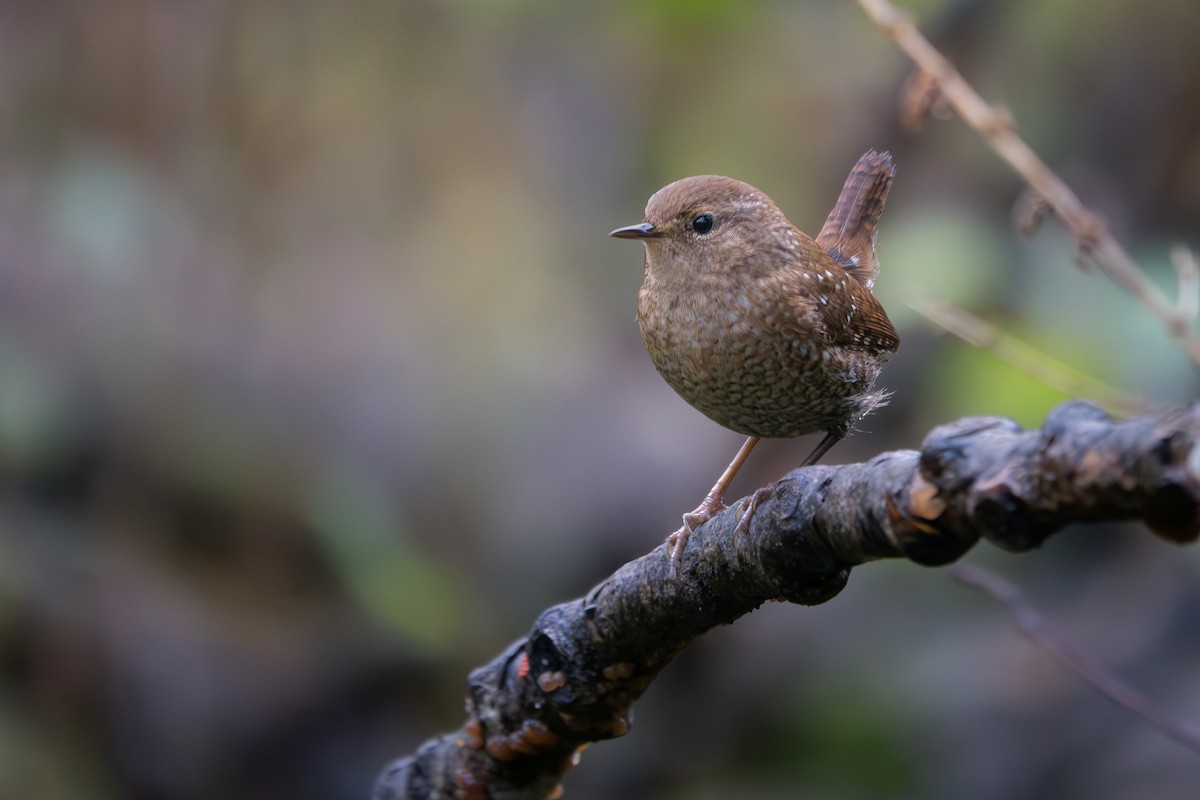 Winter Wren - ML642655811