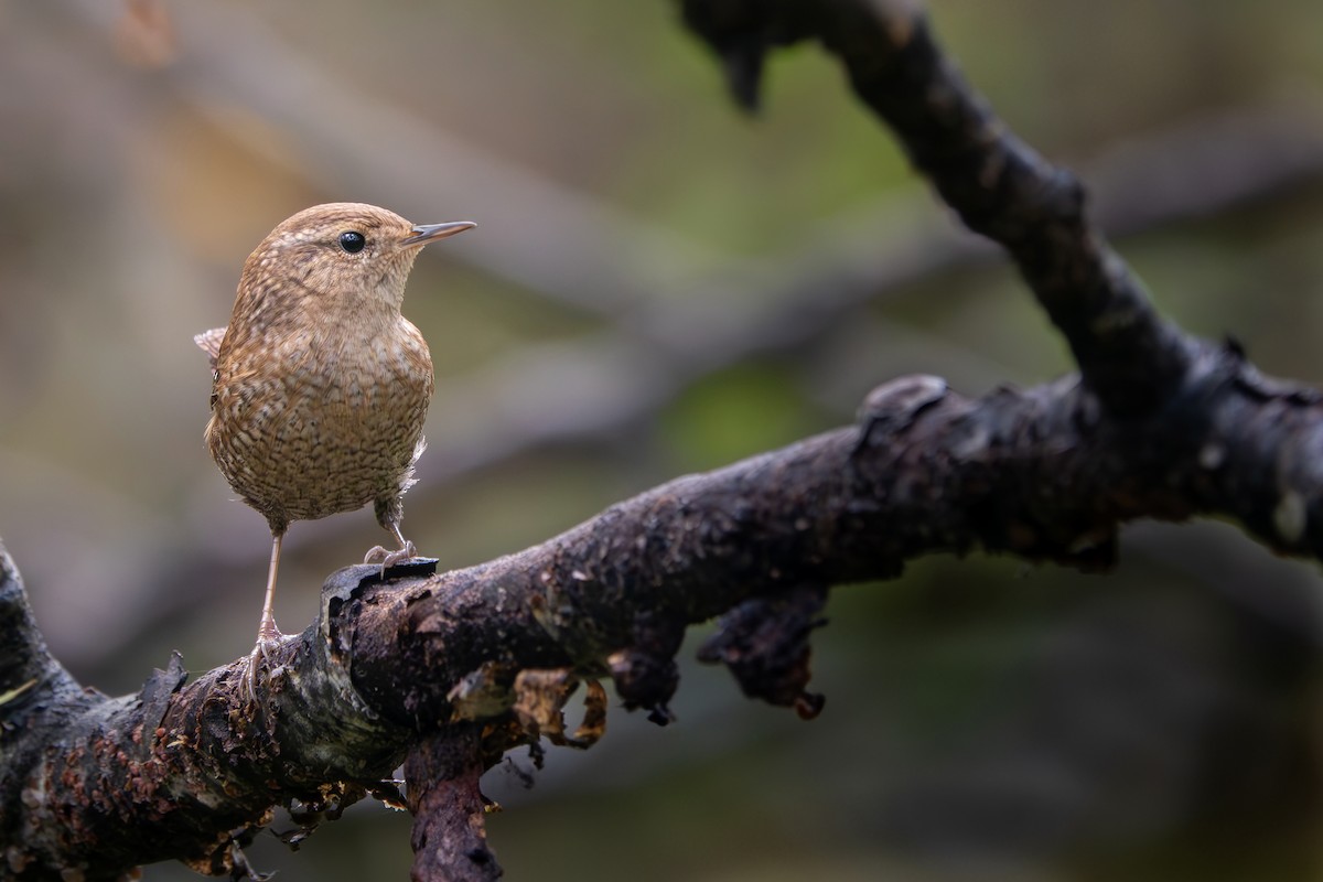 Winter Wren - ML642655812