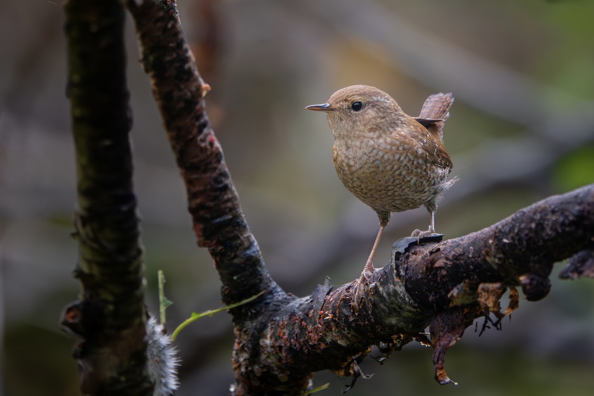 Winter Wren - ML642655813
