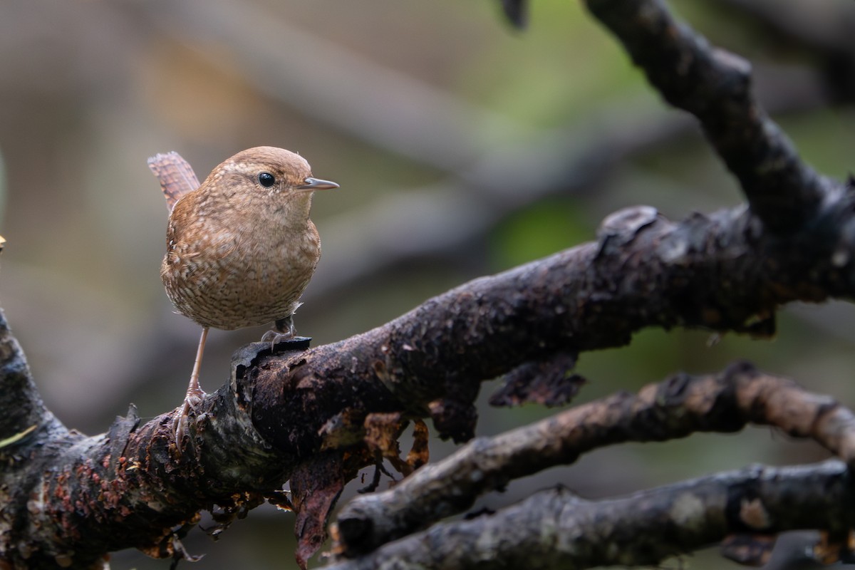 Winter Wren - ML642655814