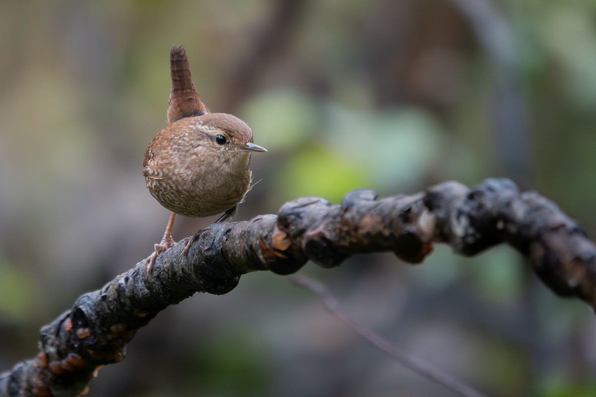 Winter Wren - ML642655815