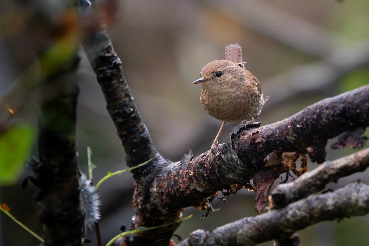 Winter Wren - ML642655816