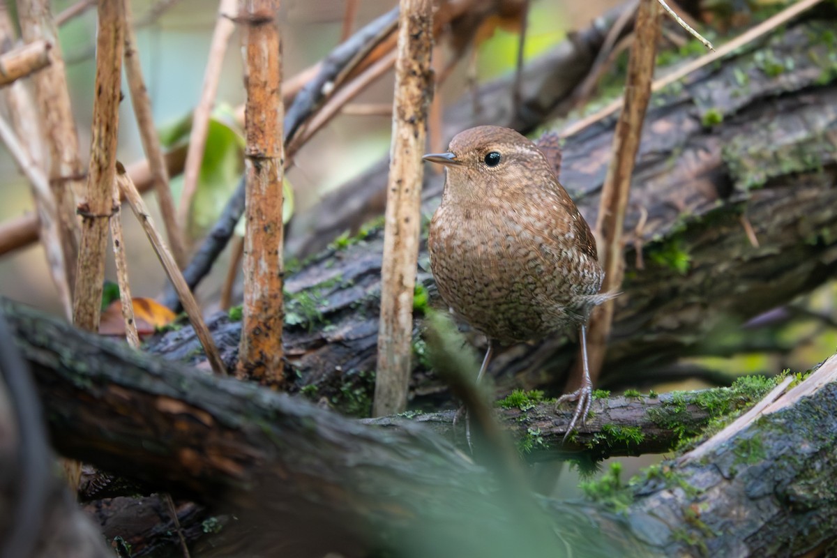 Winter Wren - ML642655817