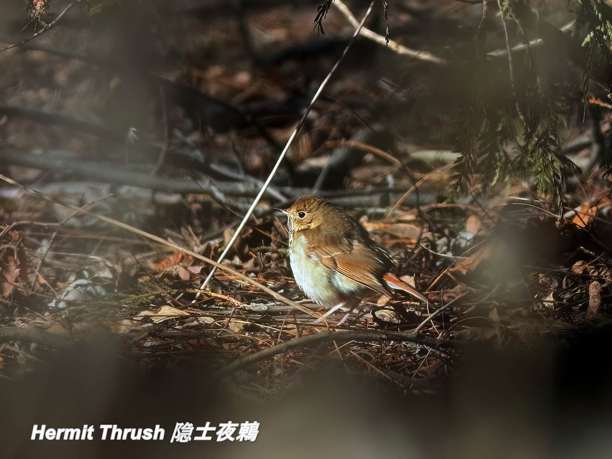 Hermit Thrush - ML642655825