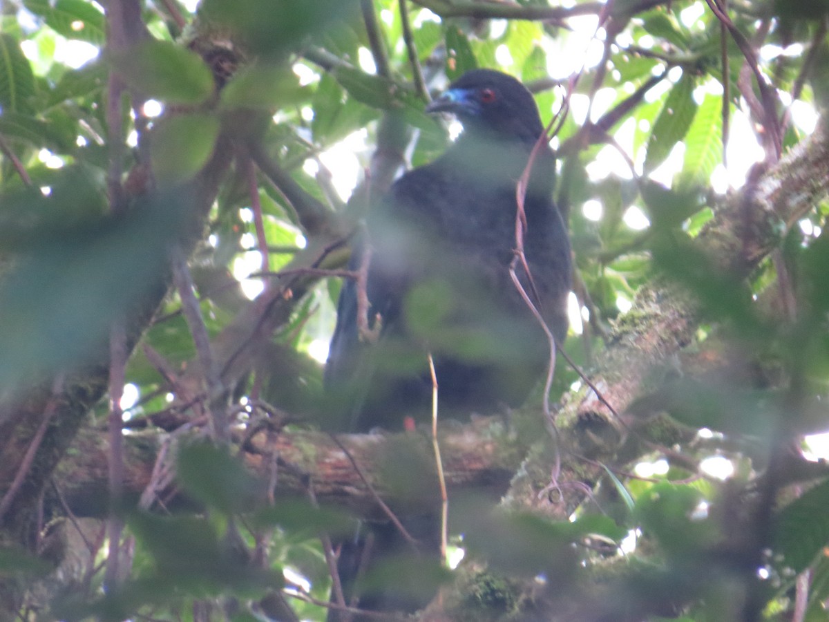 Black Guan - ML642655828