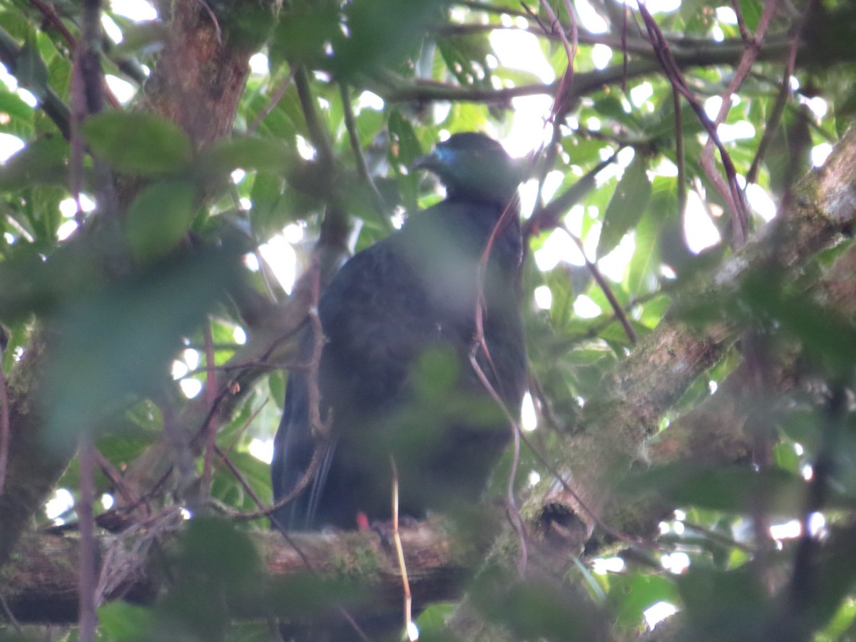 Black Guan - ML642655830
