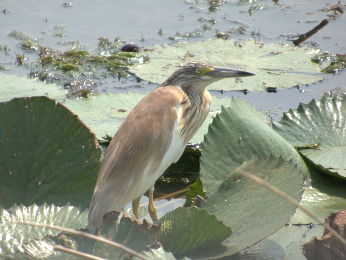 カンムリサギ - ML642655833