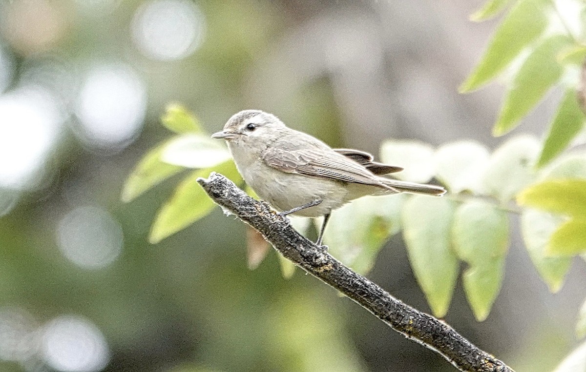 Warbling Vireo - ML642655834