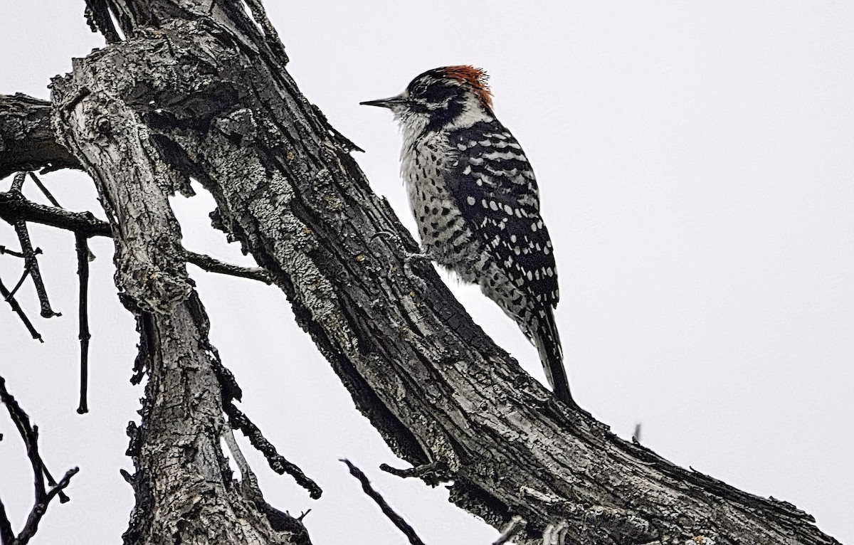 Nuttall's Woodpecker - ML642655846