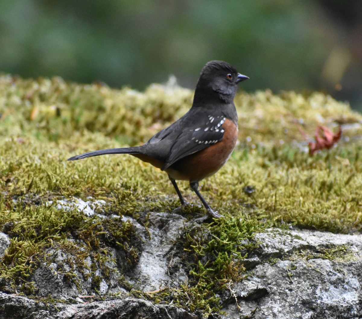 Spotted Towhee - ML642655847