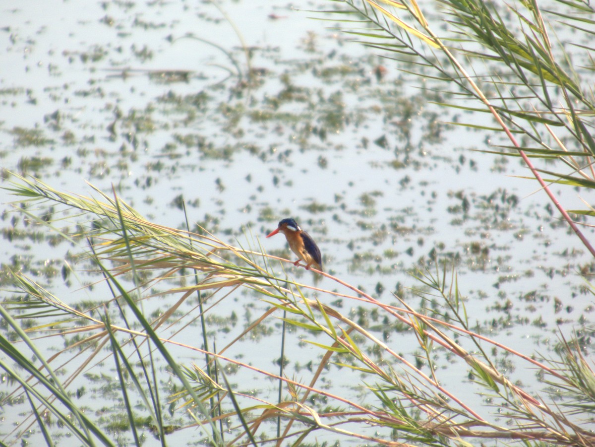 カンムリカワセミ - ML642655849