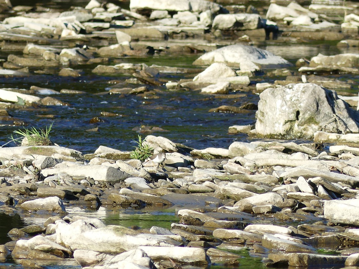 pisík americký - ML642655852