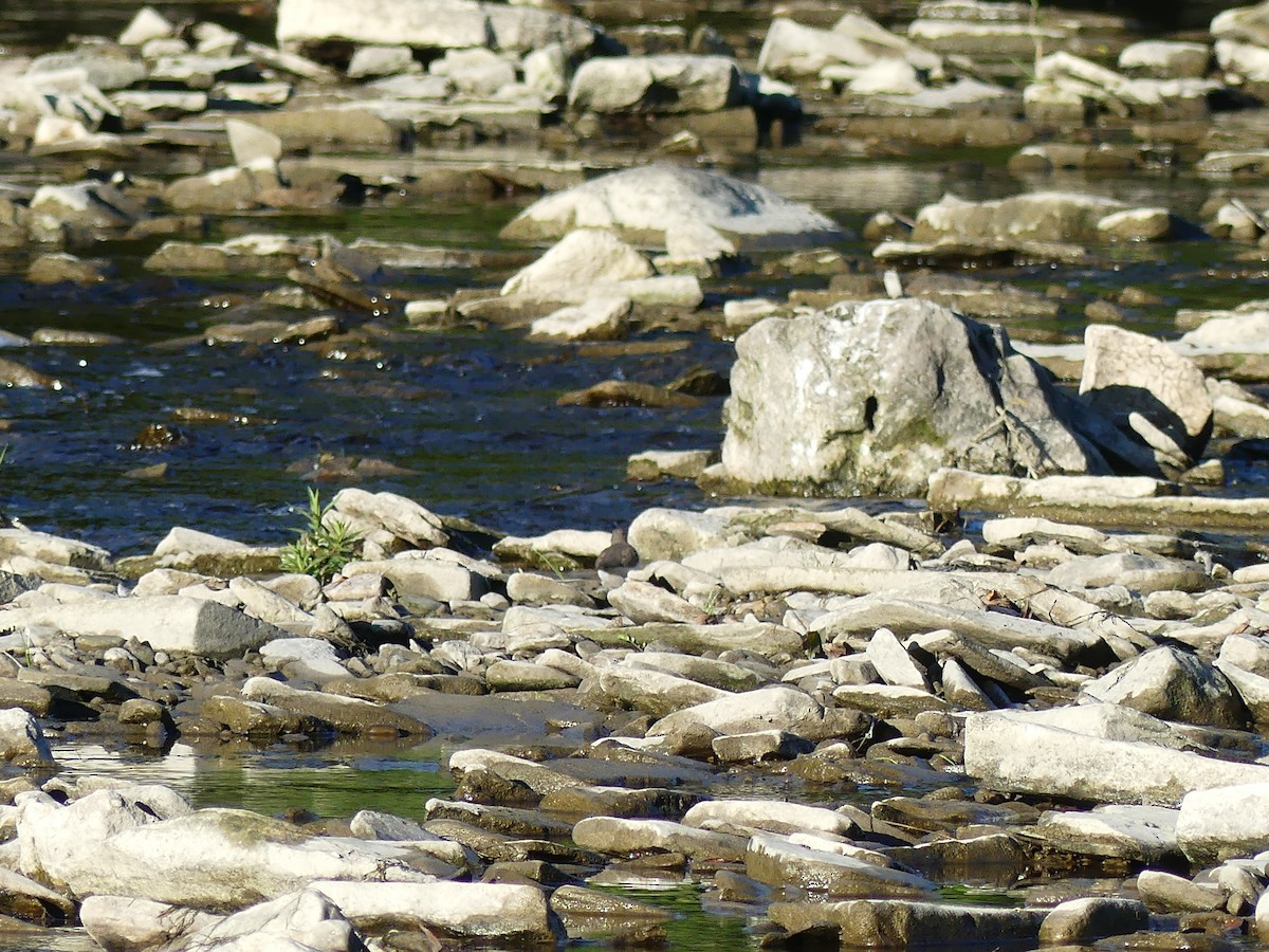 pisík americký - ML642655854