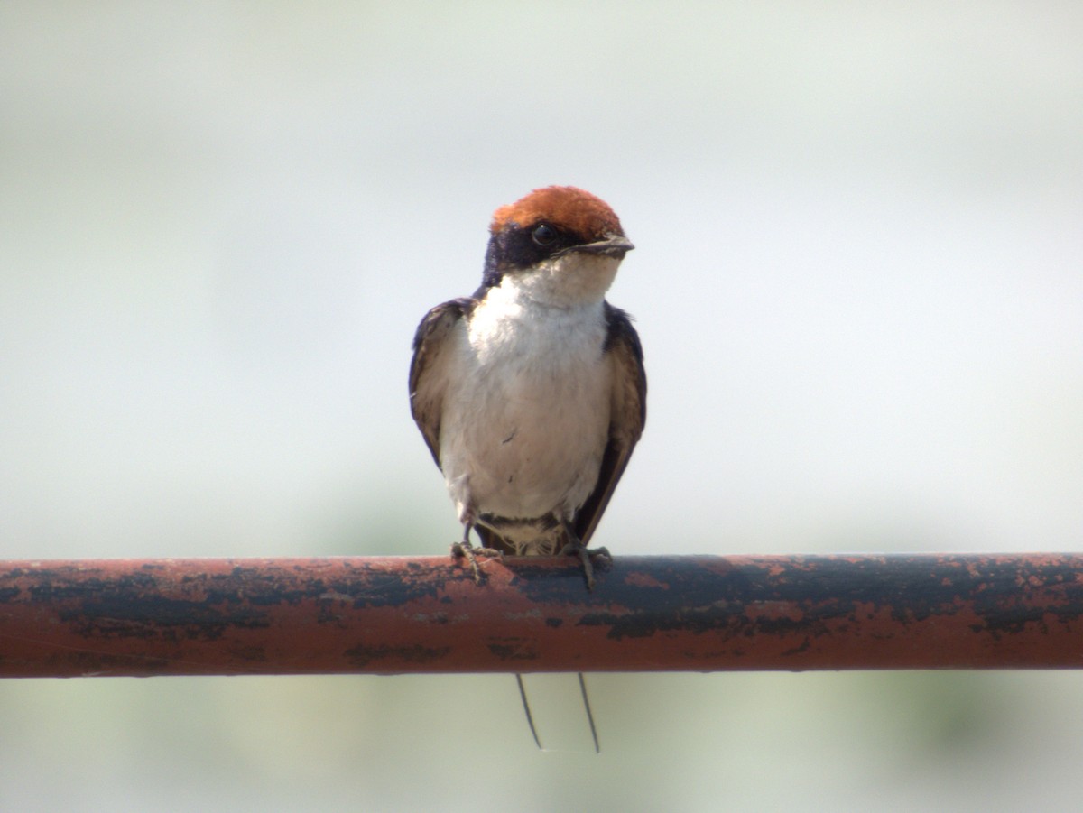 ハリオツバメ - ML642655858