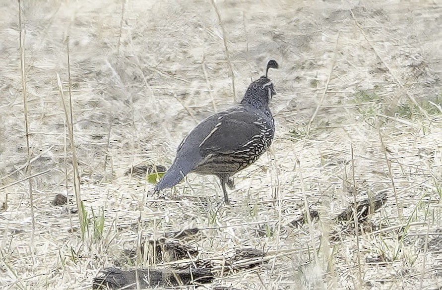 California Quail - ML642655864
