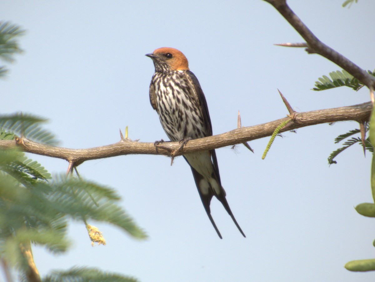 Lesser Striped Swallow - ML642655867