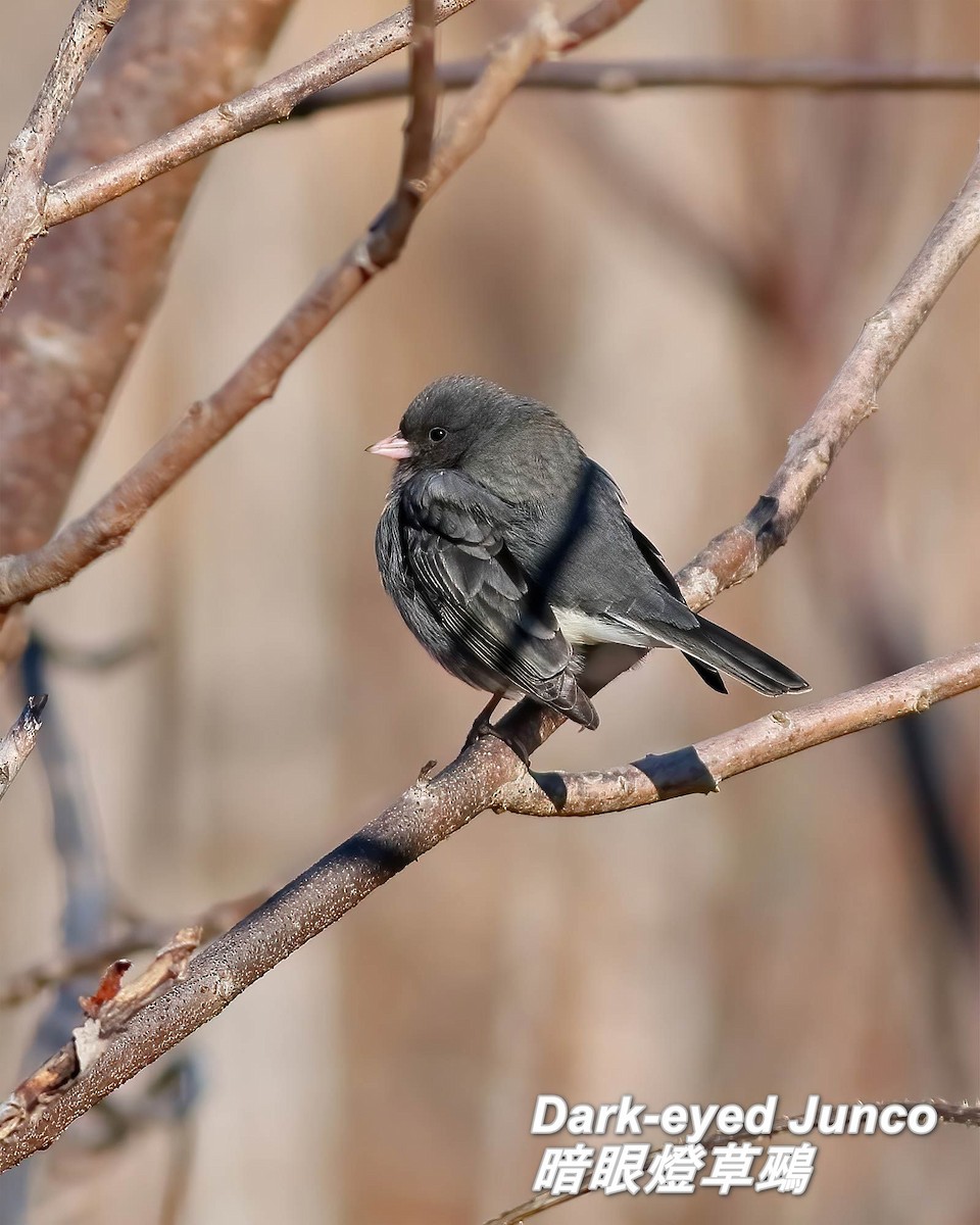 Dark-eyed Junco - ML642655870