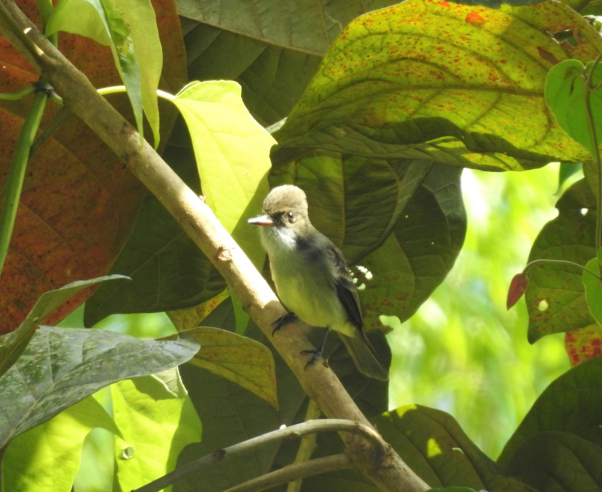 Swainson's Flycatcher - ML642655880