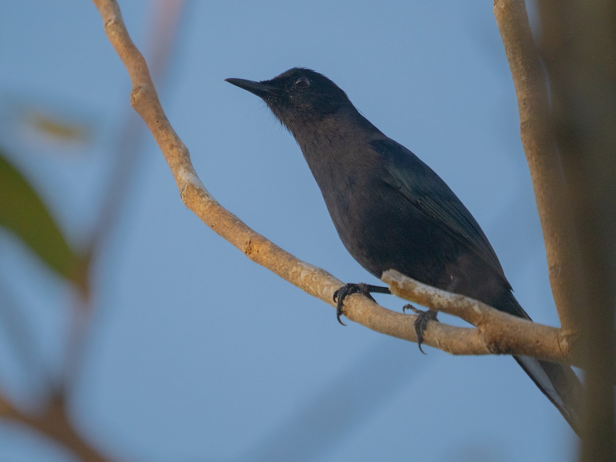Black Catbird - ML642655882