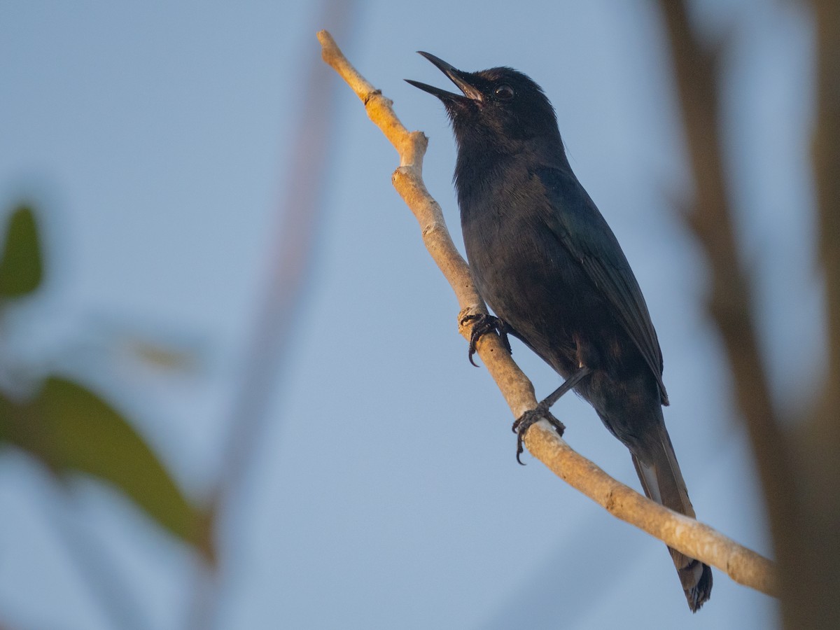 Black Catbird - ML642655883