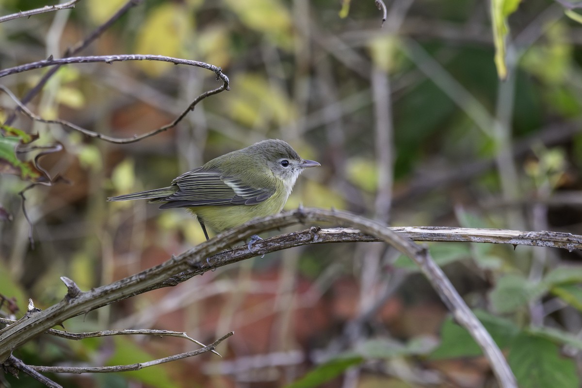 Bell's Vireo - ML642655918