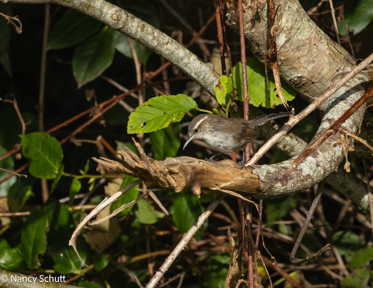 Bewick's Wren - ML642655948