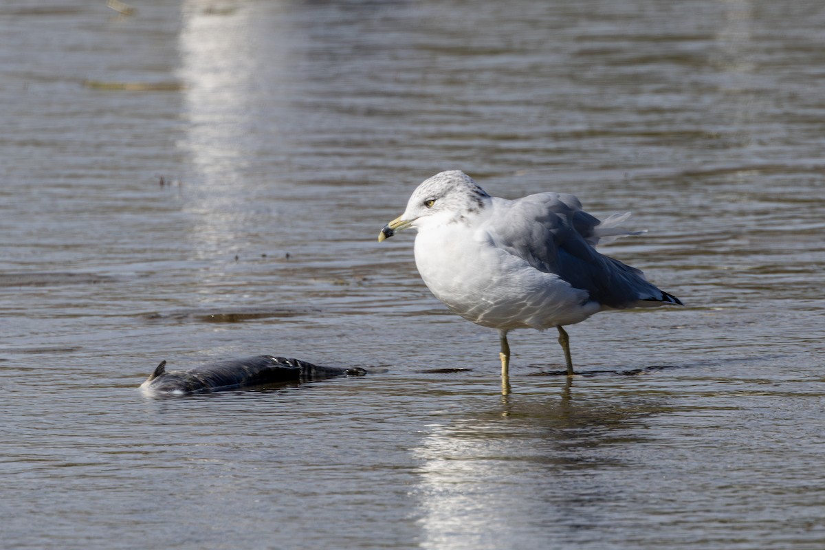 Ring-billed Gull - ML642655954