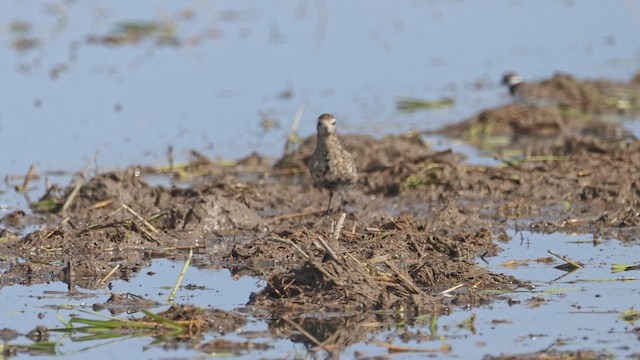 Urre-txirri siberiarra - ML642655962