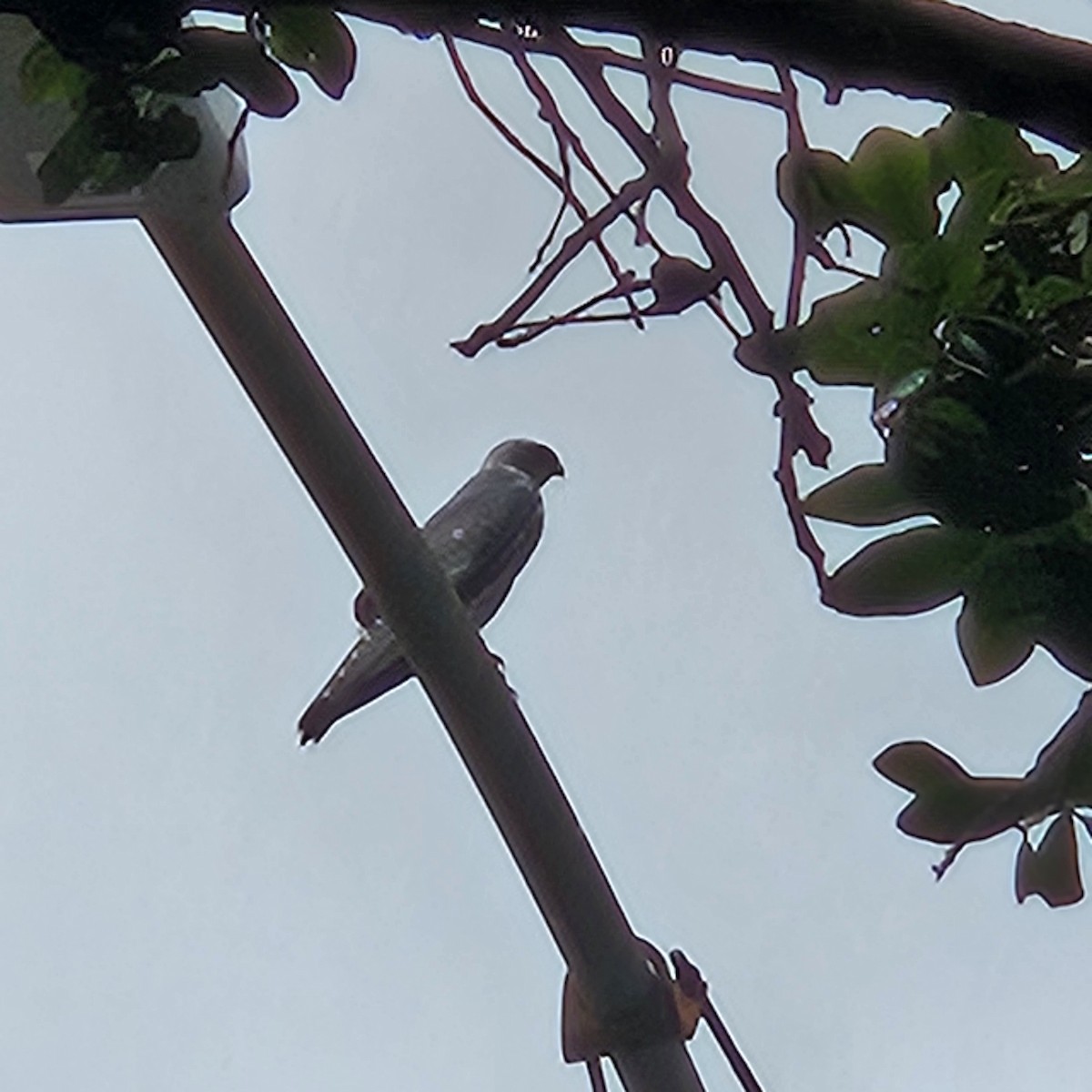 Mississippi Kite - ML642655973