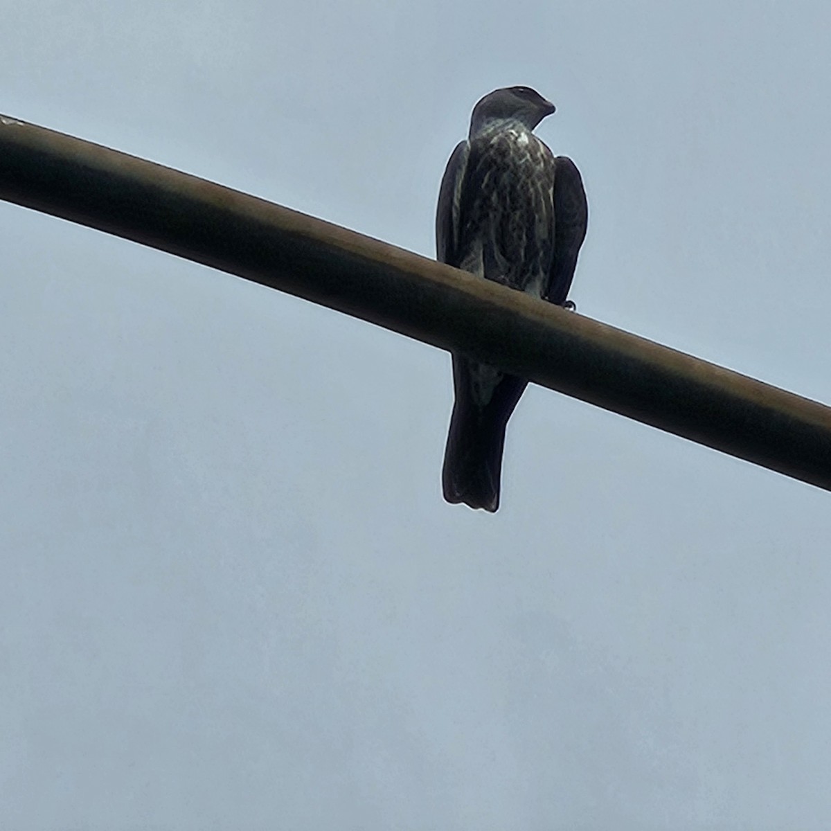 Mississippi Kite - ML642655974