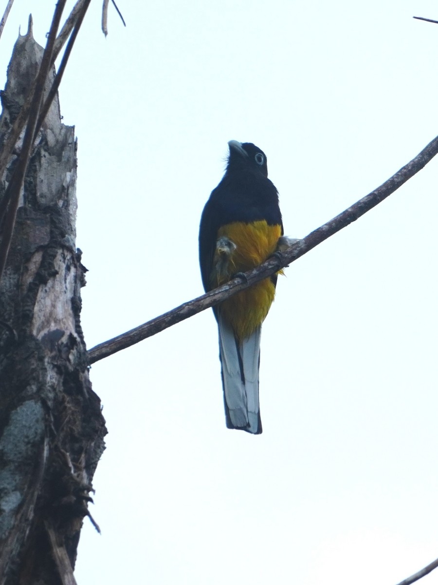 White-tailed Trogon - ML642655991