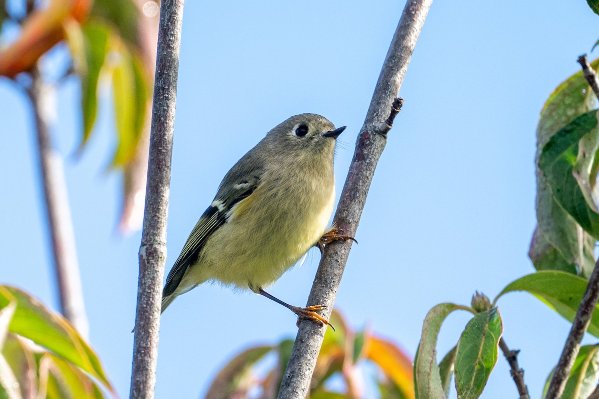 Ruby-crowned Kinglet - ML642655992