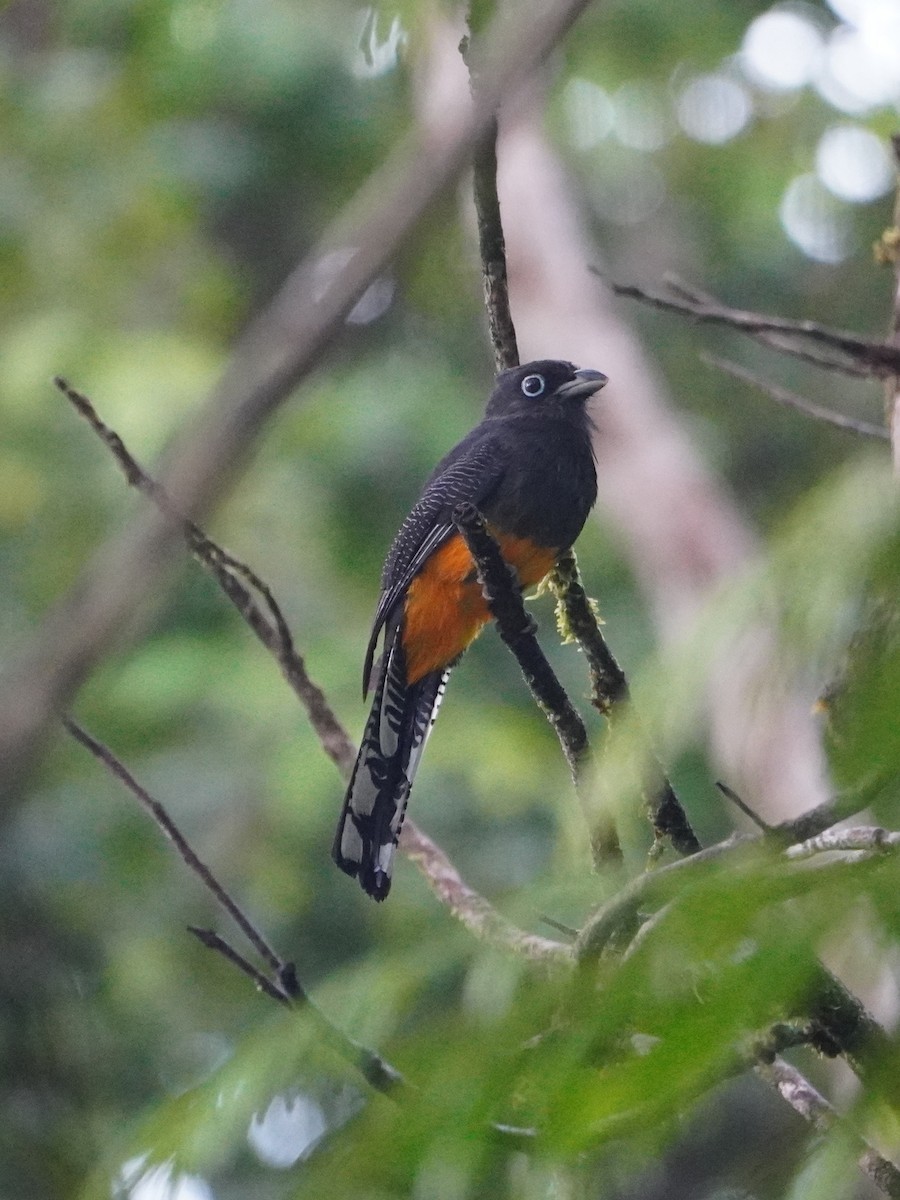 Choco Black-throated Trogon - ML642655997