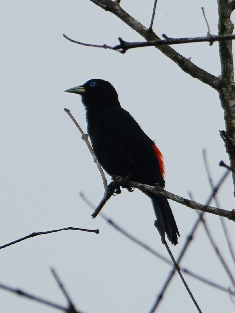 Scarlet-rumped Cacique - ML642656014