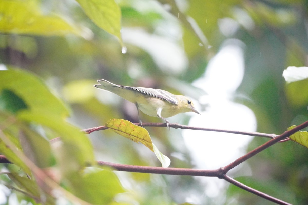Bay-breasted Warbler - ML642656018