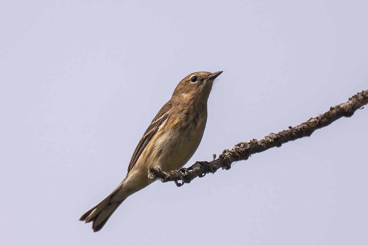Yellow-rumped Warbler - ML642656022