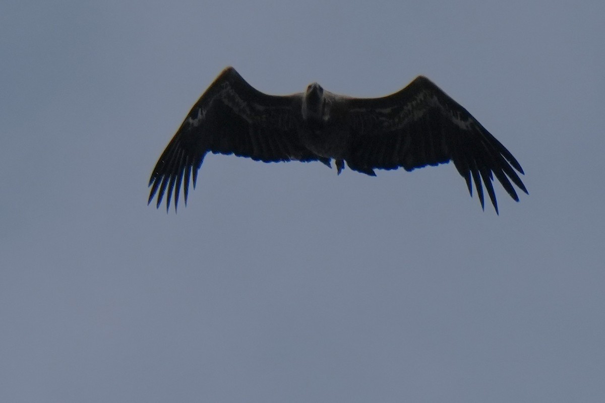 White-rumped Vulture - ML642656025