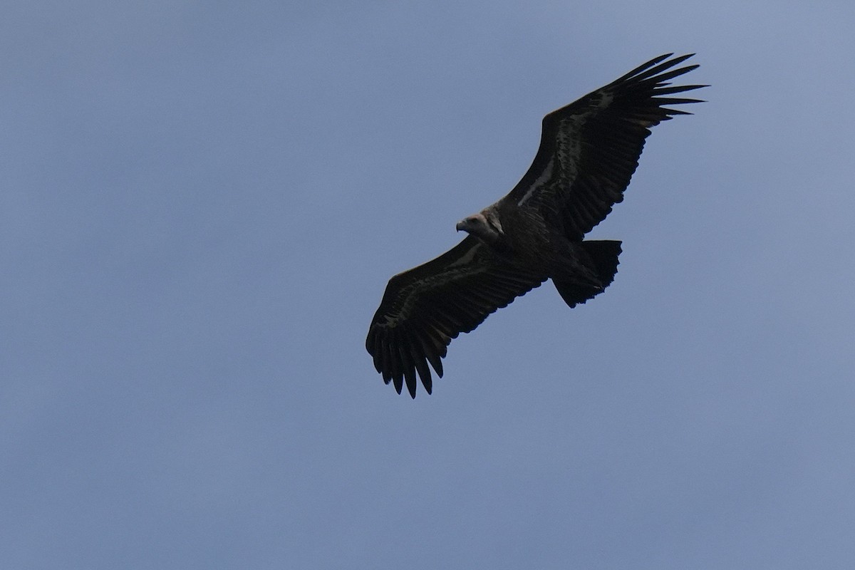 White-rumped Vulture - ML642656026