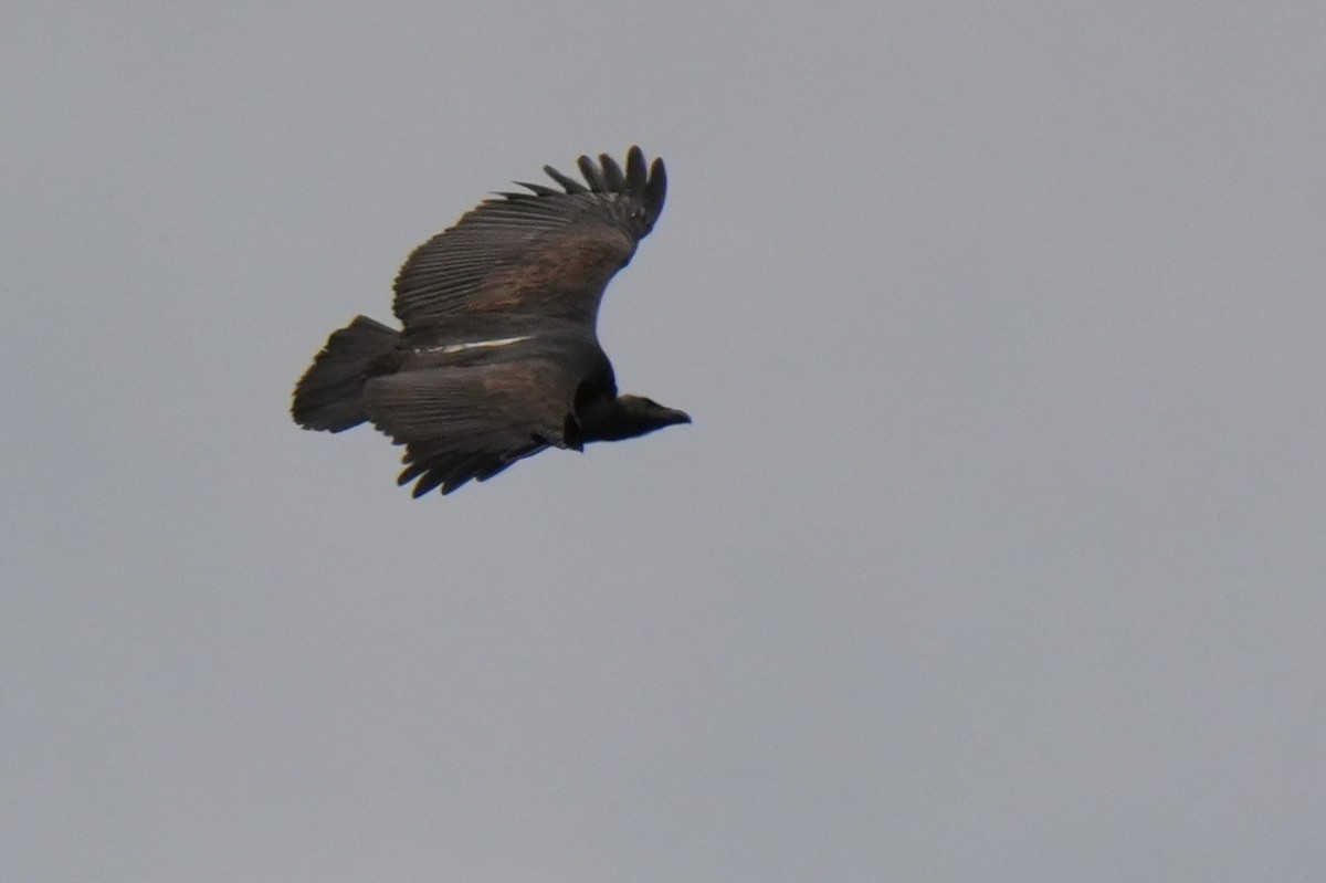 White-rumped Vulture - ML642656027
