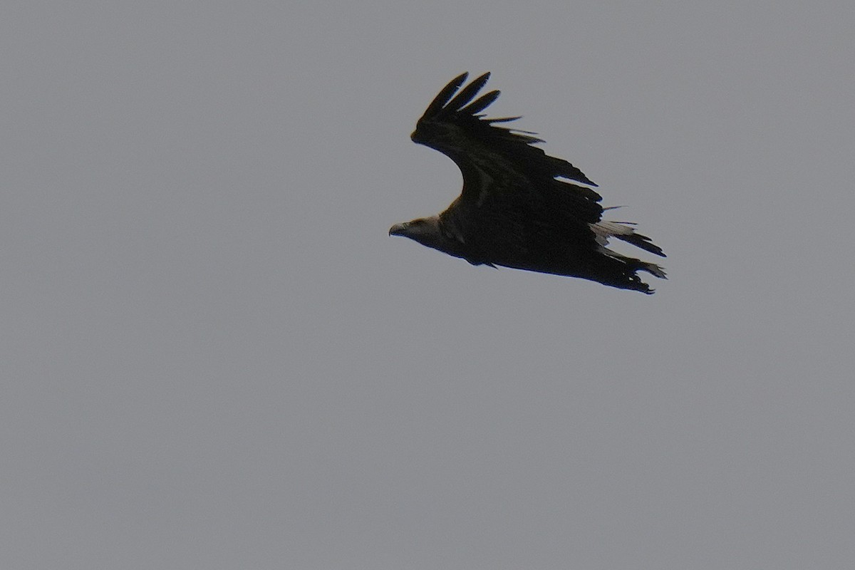 White-rumped Vulture - ML642656028